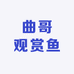 曲哥观赏鱼