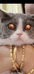 猩猩花梨私人订制