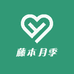 峰哥藤本月季特大苗