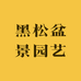 黑松盆景园艺