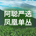 阿聪严选凤凰单丛