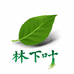 林下叶人参旗舰店