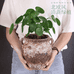 锦年绿植个体店