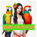 太阳和尚鹦鹉活体宠物鸟店