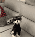猫递萌宠