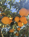 太春家赣南脐橙种植果园