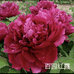 菏泽春芽花卉