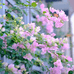漳州市芗城区花仙子园艺场