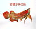 百镀水族优品