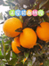 赣南脐橙阳光果园