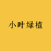 小叶绿植园艺