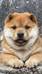 雯奕田园犬宠物店