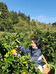 田园小妹