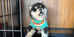 丹尼家柴犬
