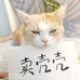 胖咪卖壳壳