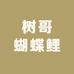 树哥蝴蝶鲤