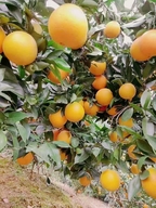 溆浦友好乡货电子商务商行的小店