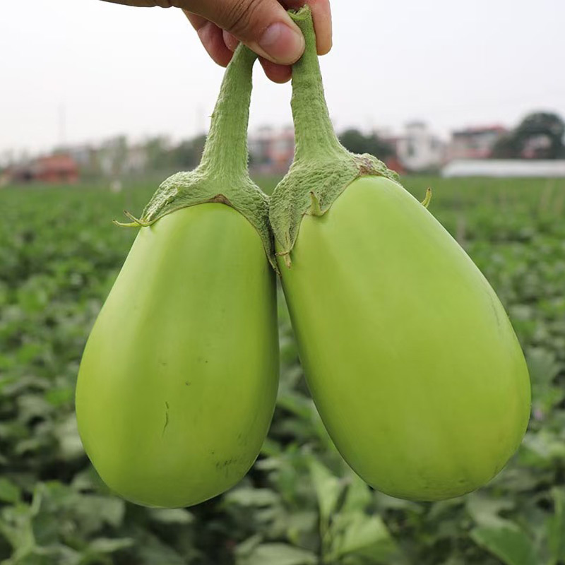 茄子的营养好吃美食(茄子的营养与功能)-山族365美食网